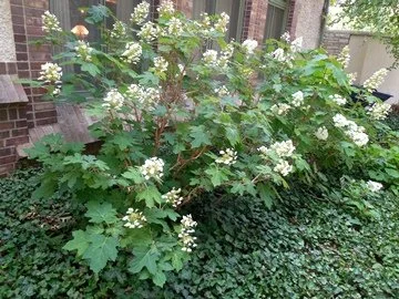 Oakleaf Hydrangea