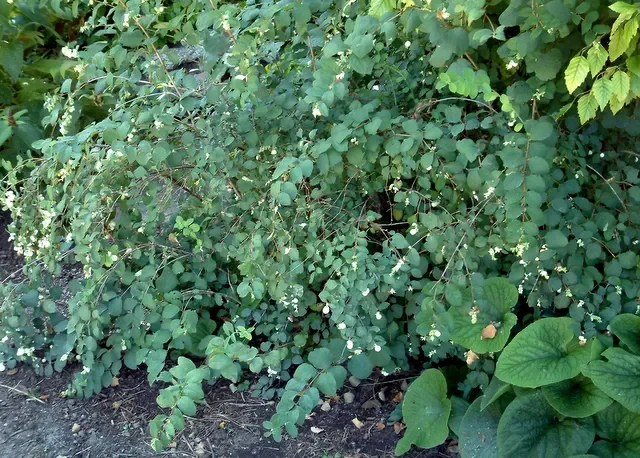 Mountain Snowberry