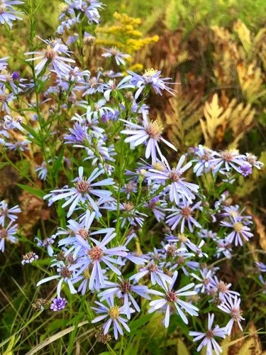 Smooth Blue Aster