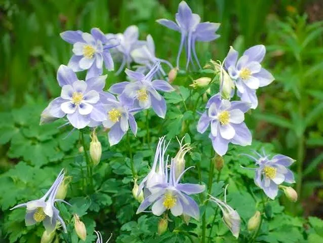 Rocky Mountain Blue Columbine