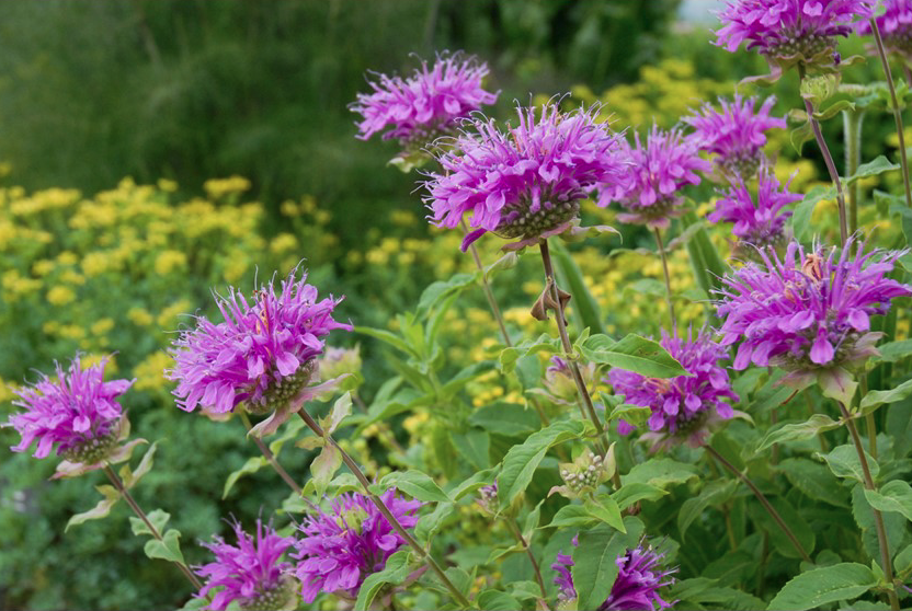 Wild Bee Balm (Monarda)