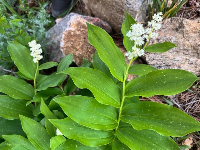 Starry Solomon's Seal (False) 