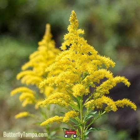 Goldenrod