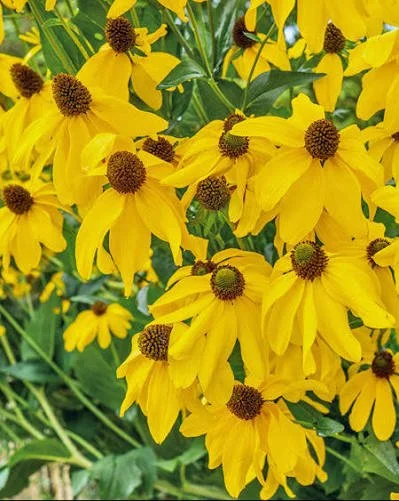 Cutleaf Coneflower
