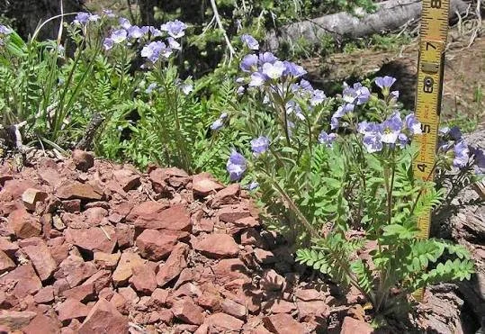 Jacob's Ladder