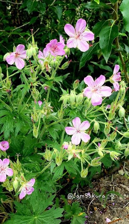 Wild Sticky Geranium