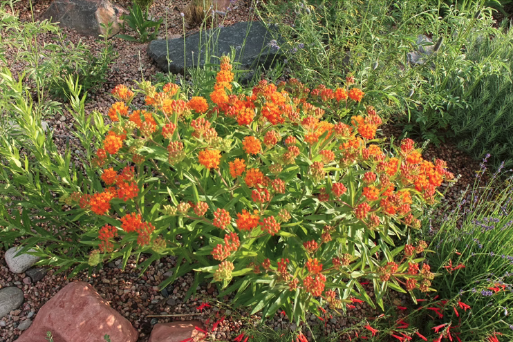 Butterfly Weed