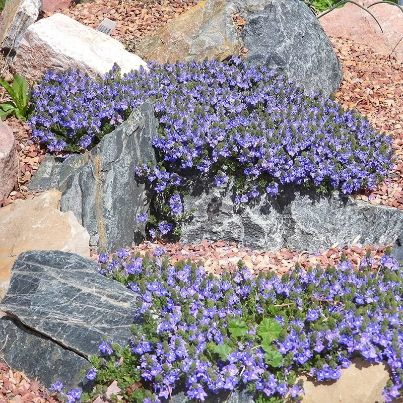 Veronica / Creeping Speedwell