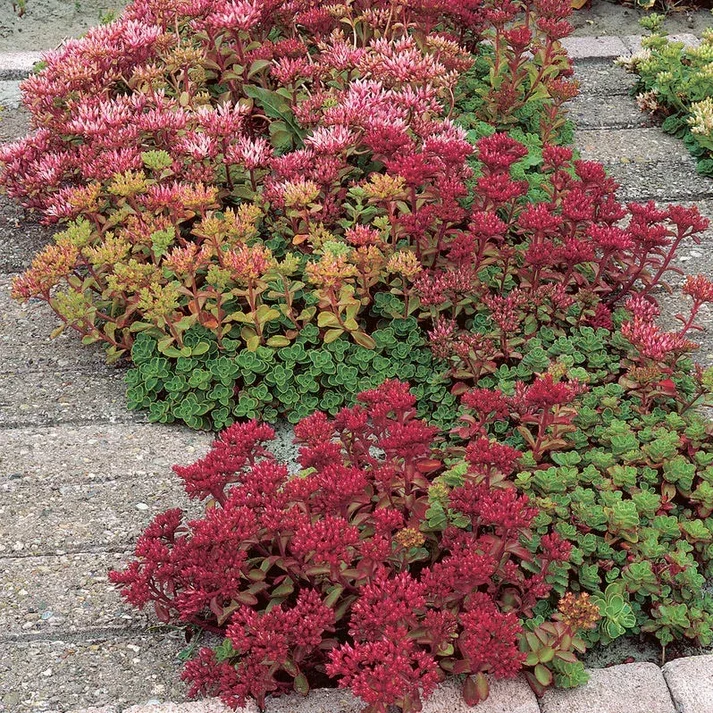 Dragonsblood Sedum