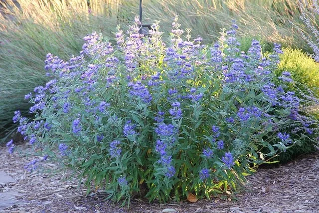 Blue Mist Spirea