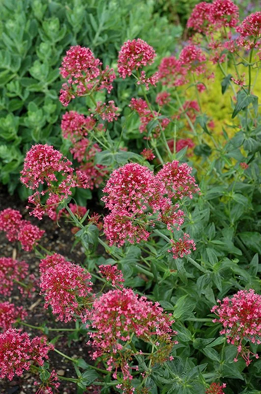 Red Valerian / Jupiter's Beard