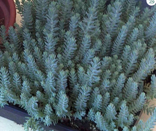 Blue Spruce Sedum