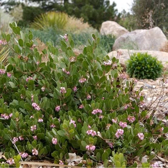 Manzanita Panchito