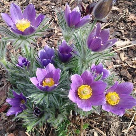Pasque Flower
