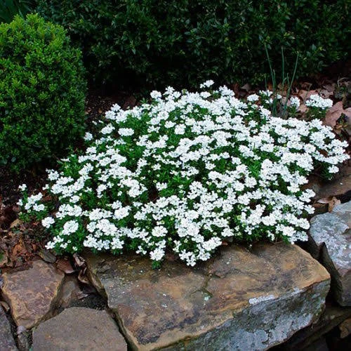 Candytuft
