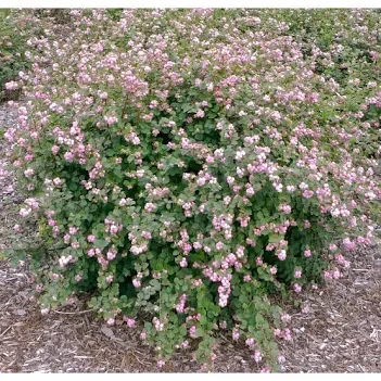 Coralberry (pink) / Snowberry (white)