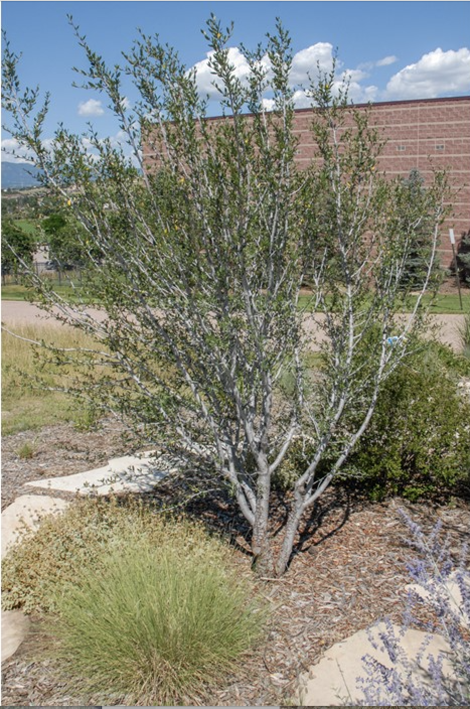 Curl Leaf Mountain Mahogany