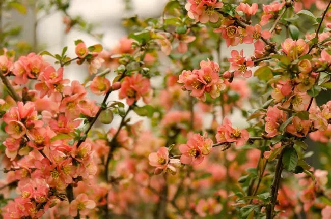 Flowering Quince, Common