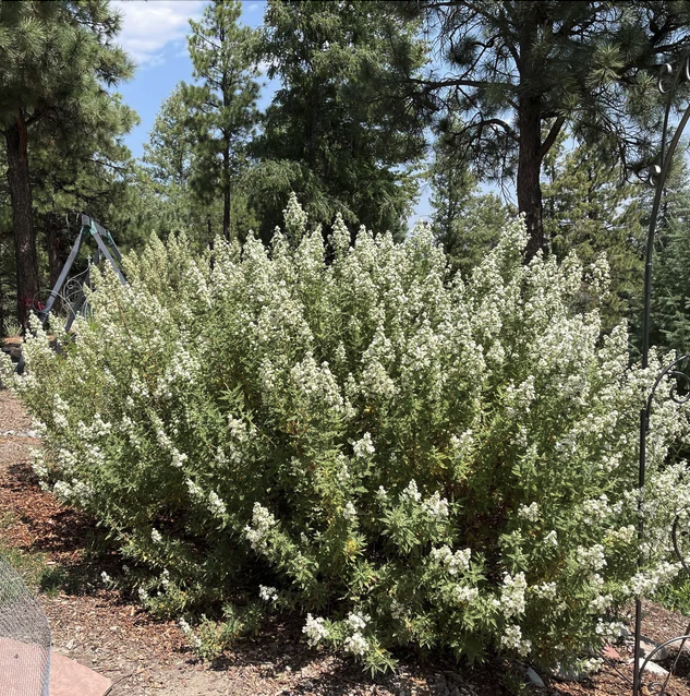 Fernbush