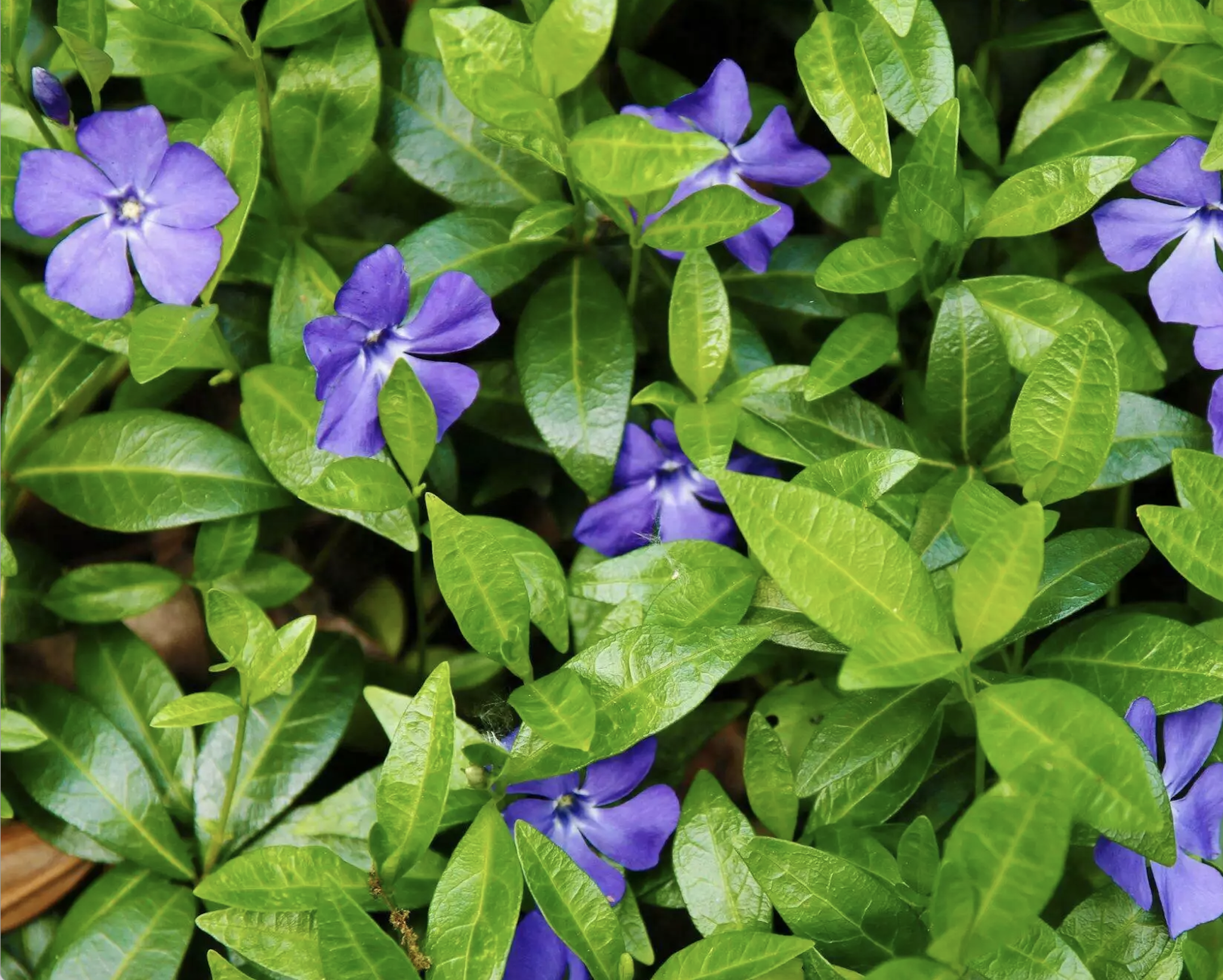 vinca minor.png