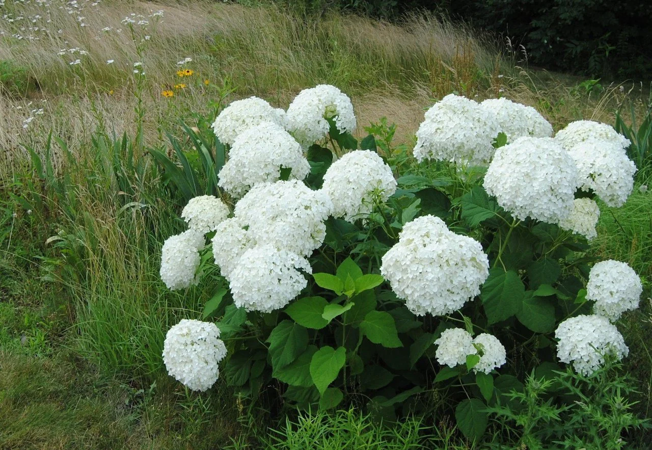 Annabelle Hydrangea