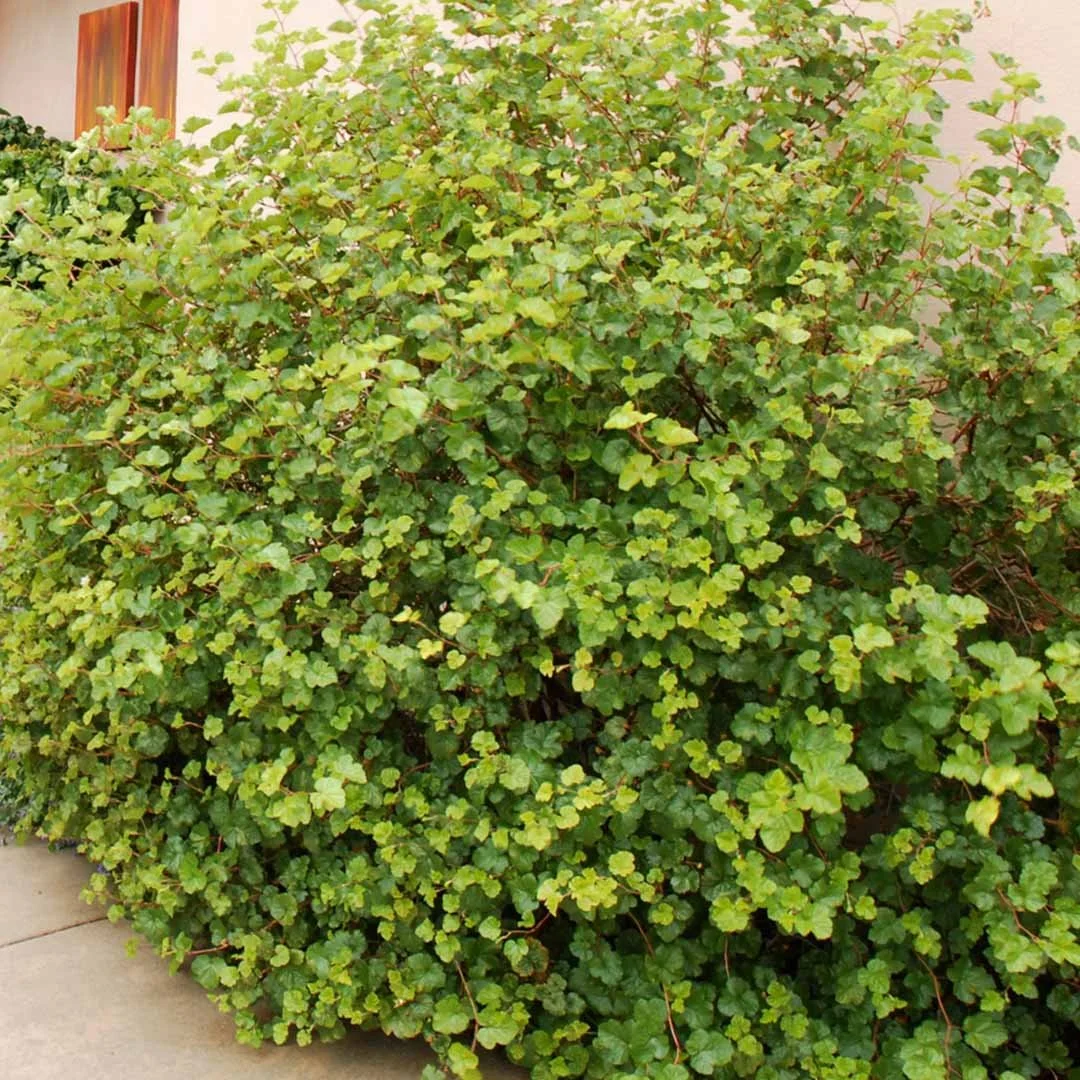 Boulder Raspberry