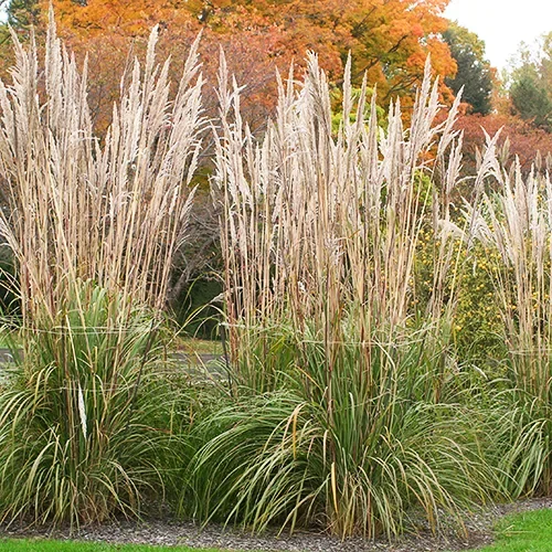 Hardy Pampas Grass