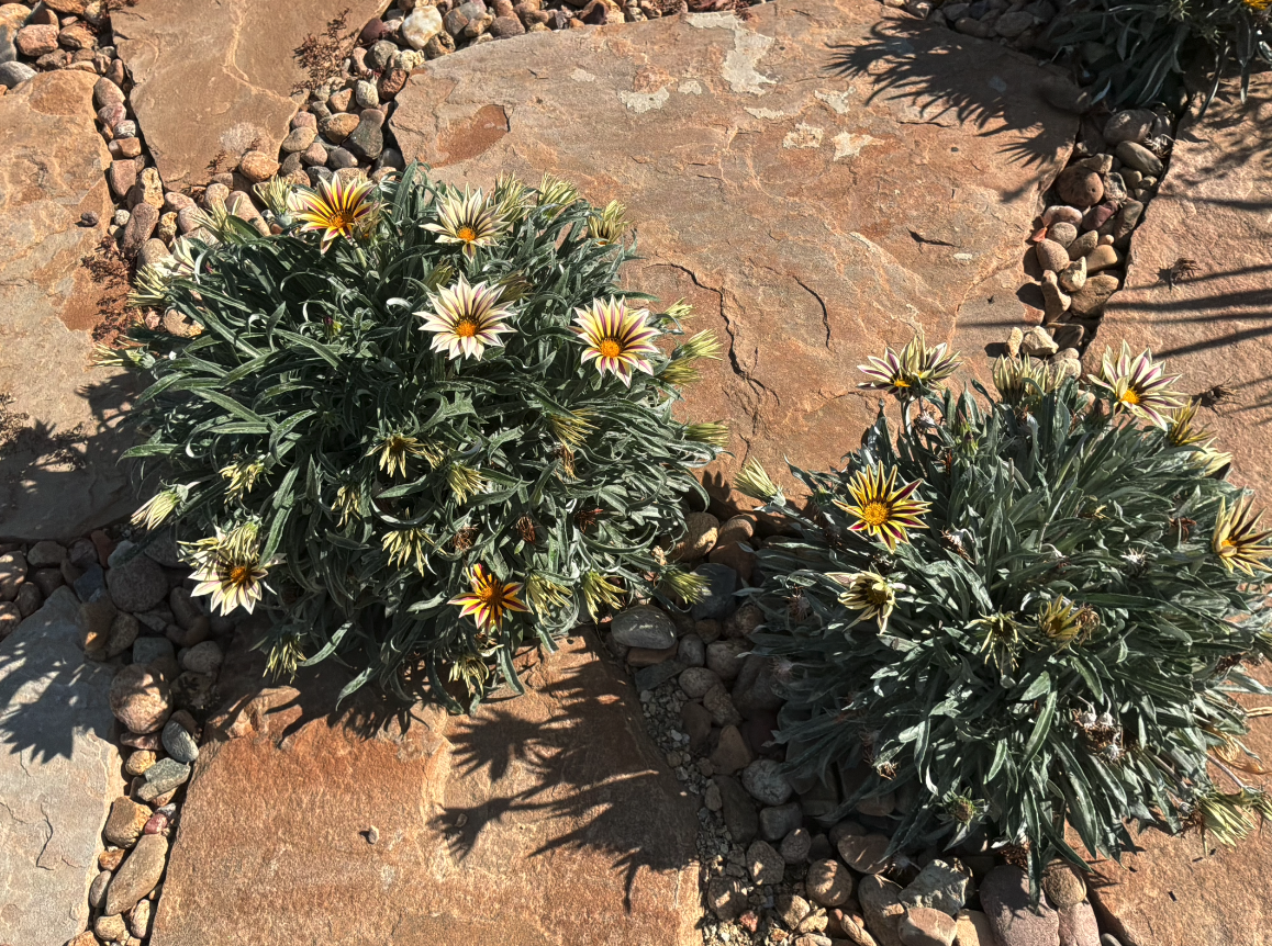 Gazania