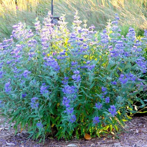 Blue Mist Spirea