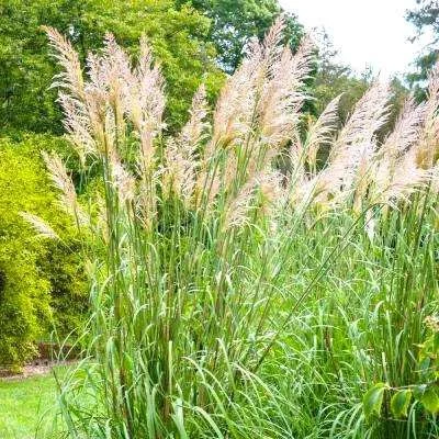 Hardy Pampas Grass