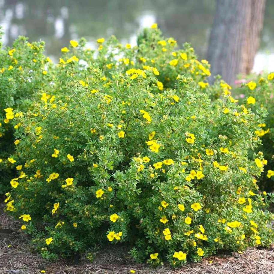 Potentilla (Shrubby Cinqfoil)