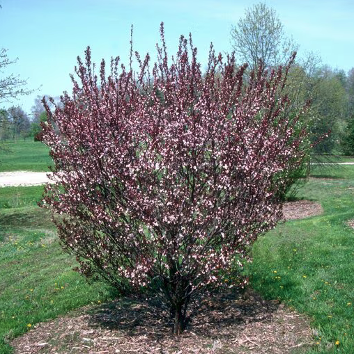 Cistena Plum (Sandcherry)
