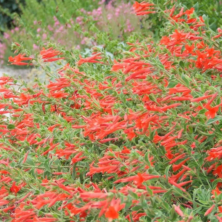 Zauchnaria "Hummingbird Carpet"