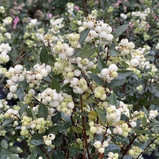 Snowberry