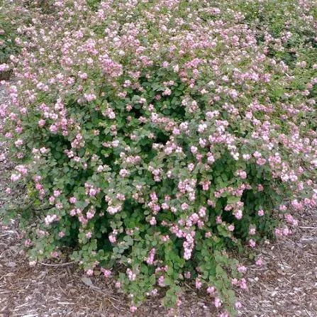 Coralberry