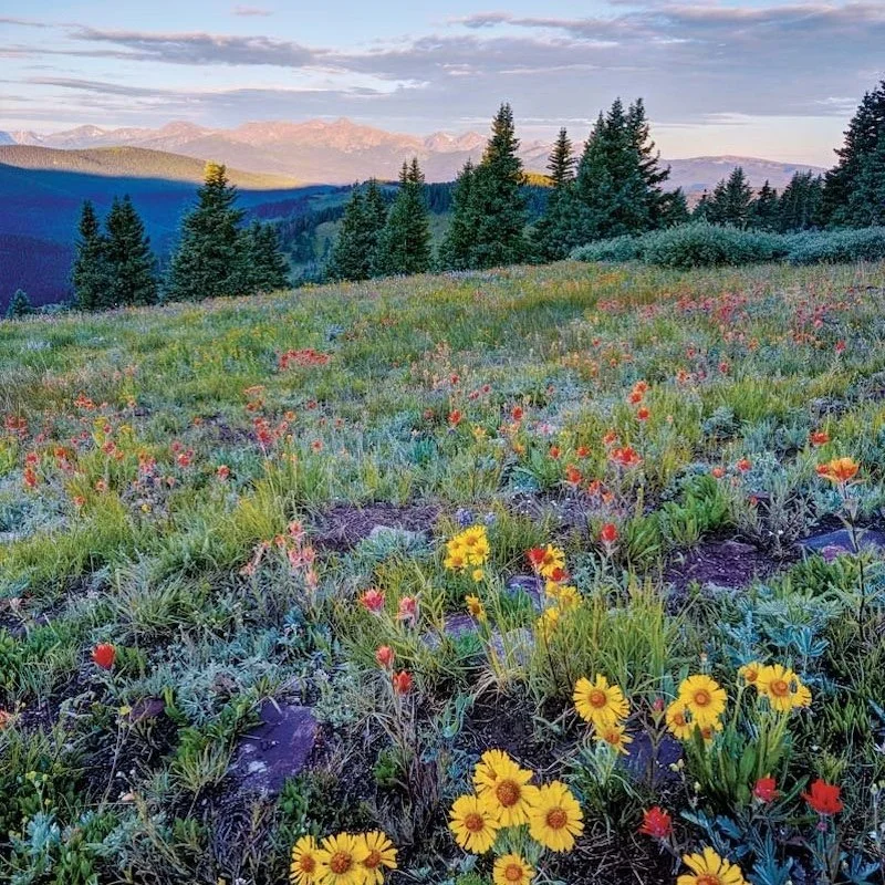 mountain meadow package.jpg