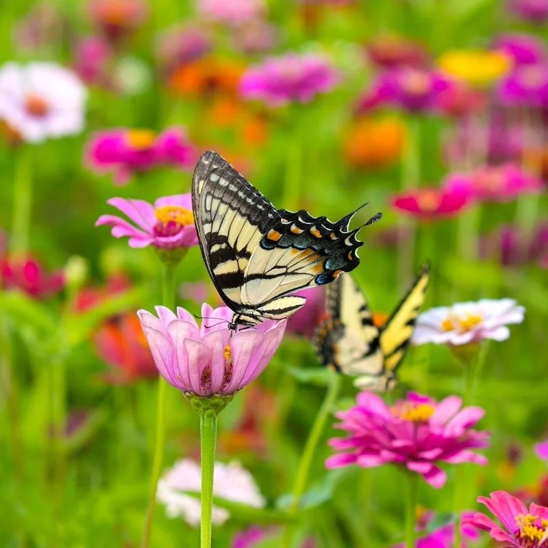 pollinator pizazz.jpg