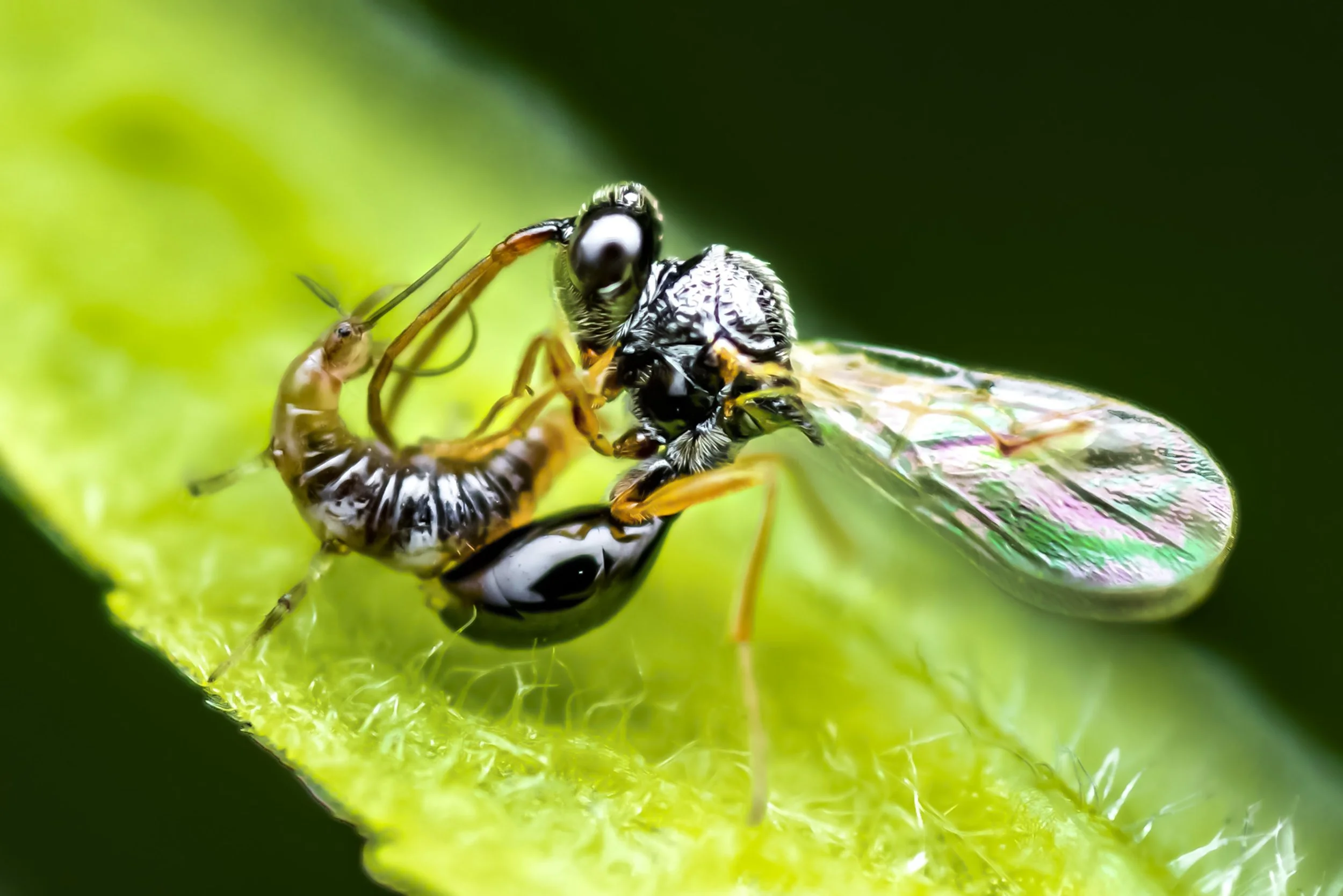 Parasitoid Final-Edit.jpg
