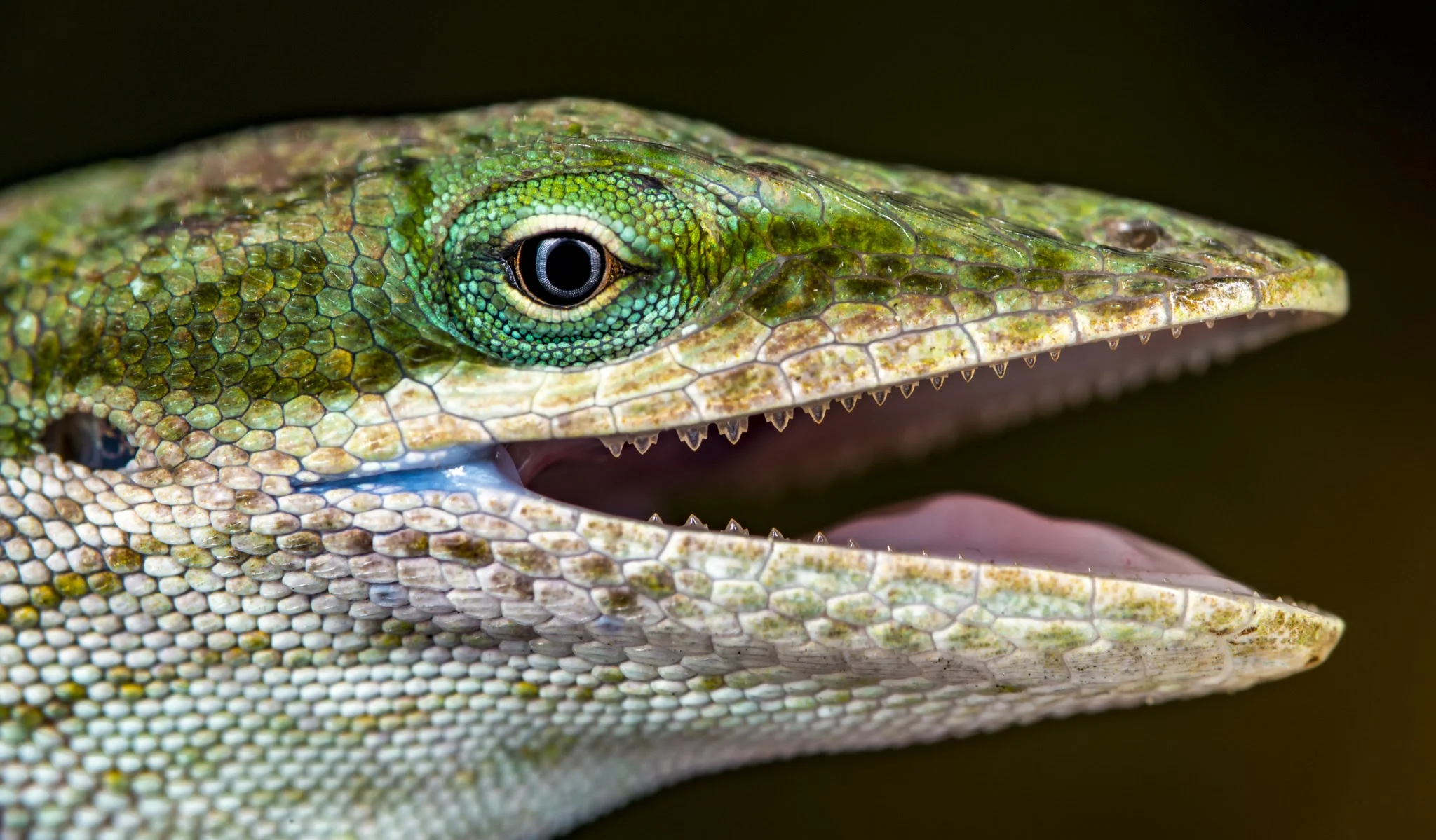 Teeth, Eyes, and Scales.jpg