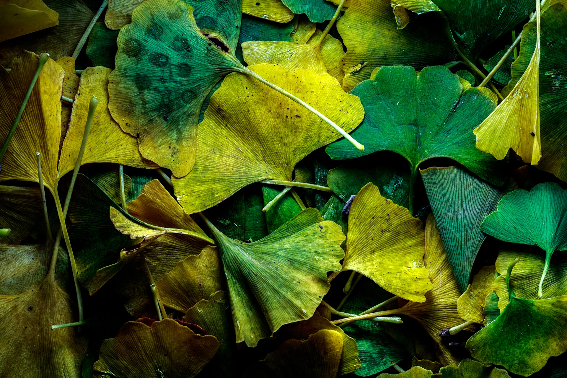 Ginkgo