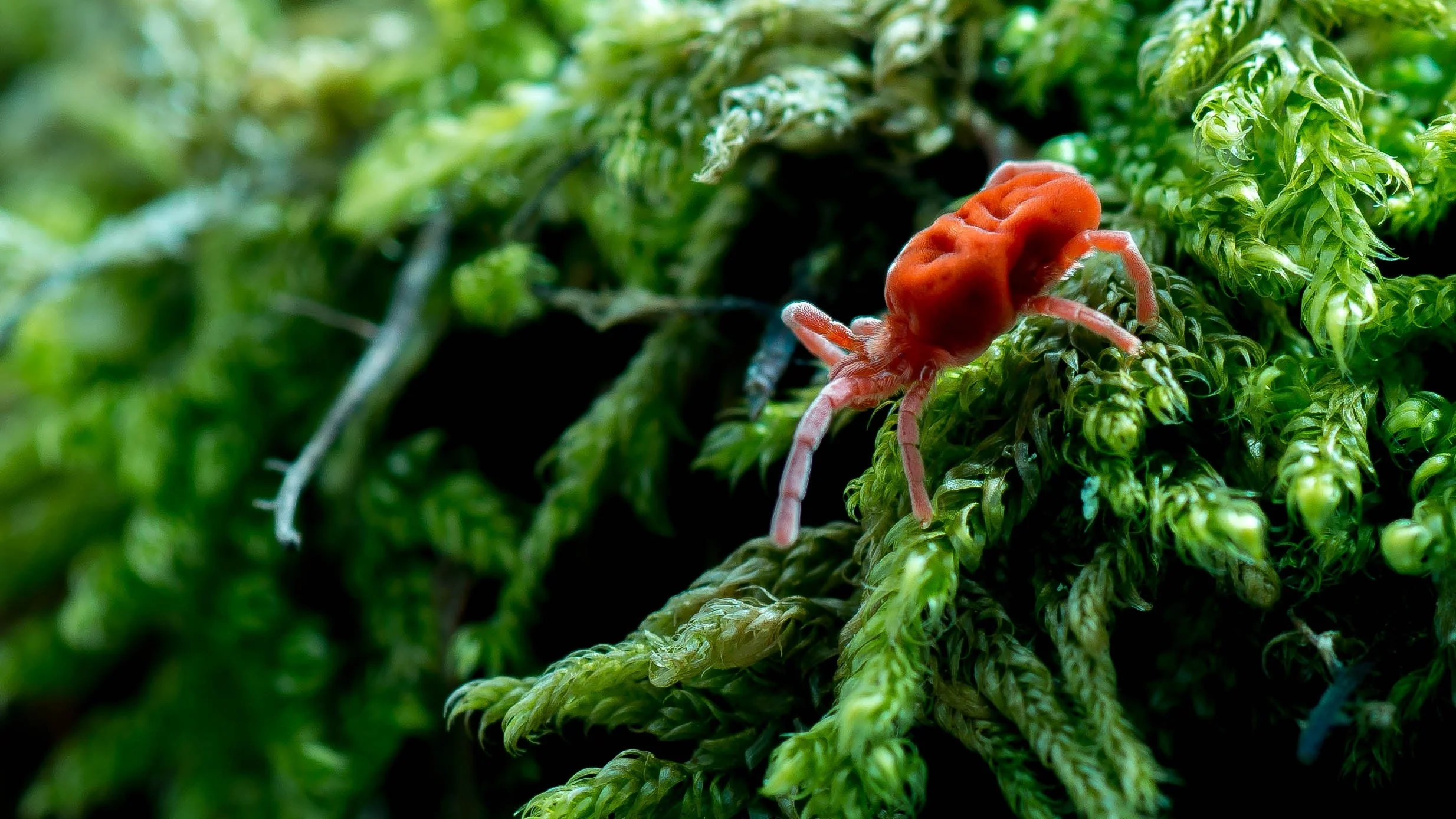 The Red Wanderer