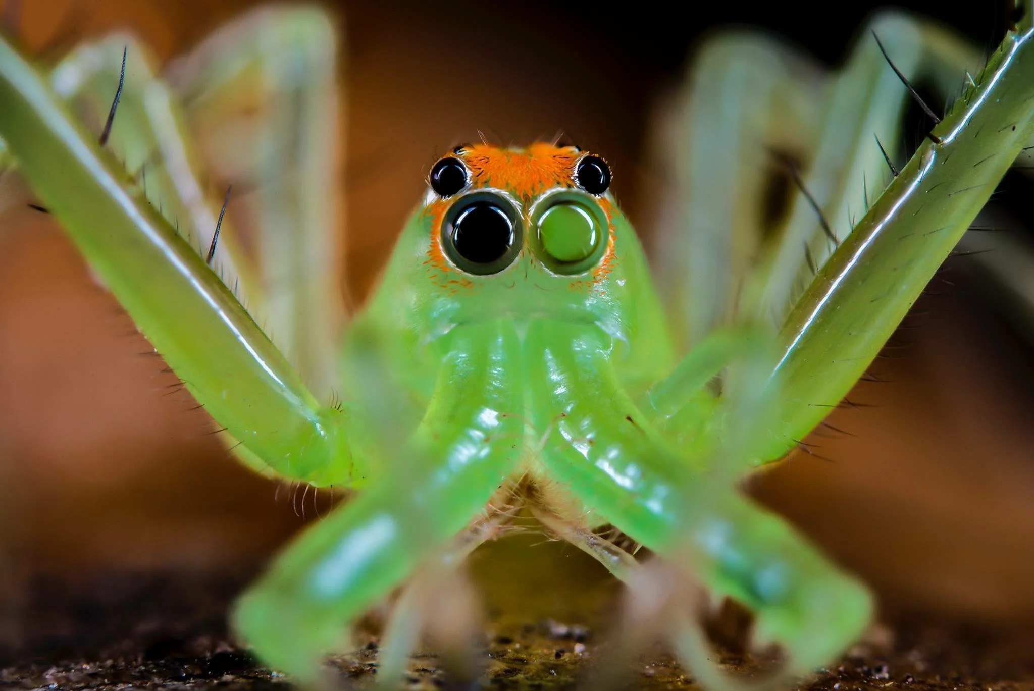 One-eyed Jack