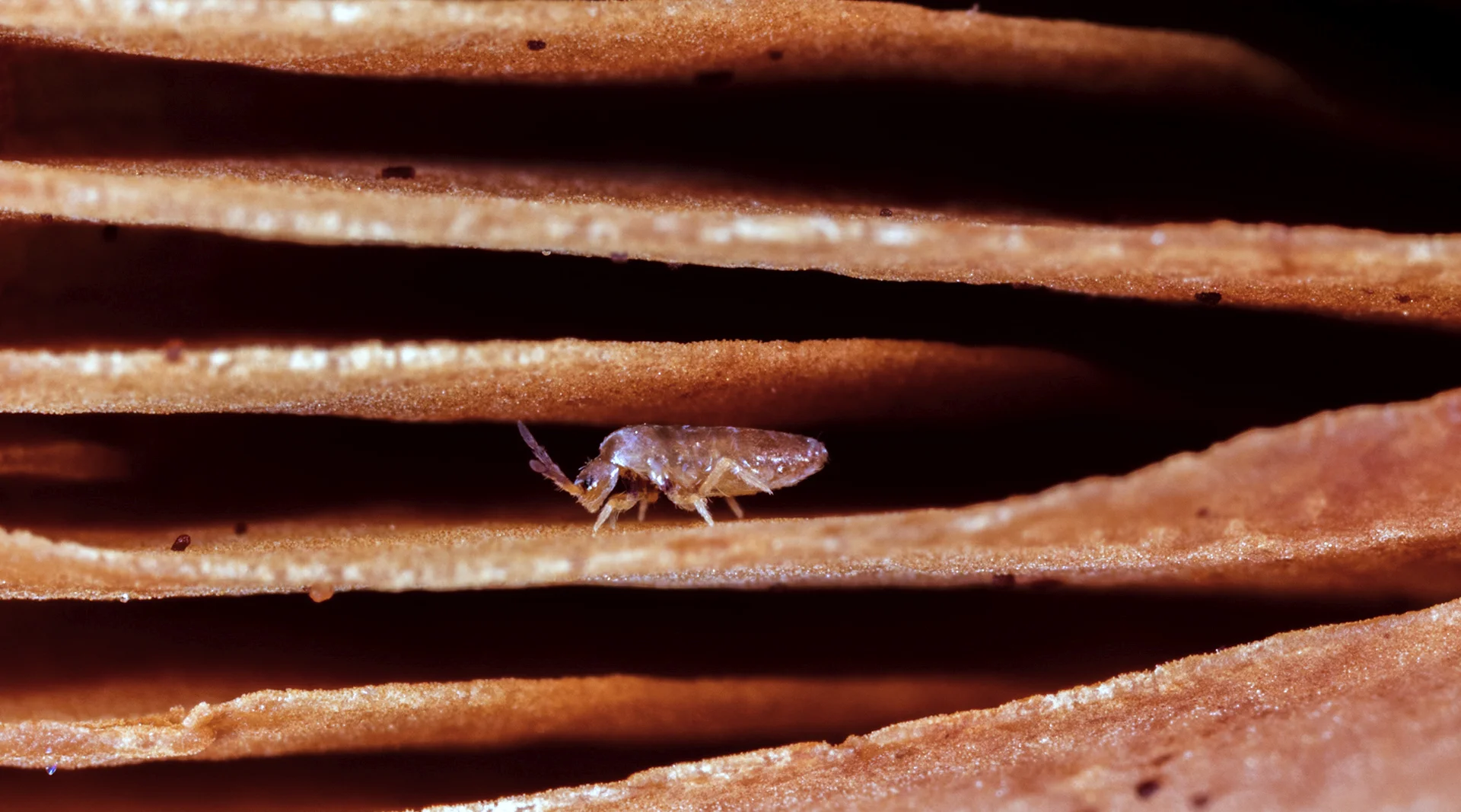 Springtail in Labyrinth