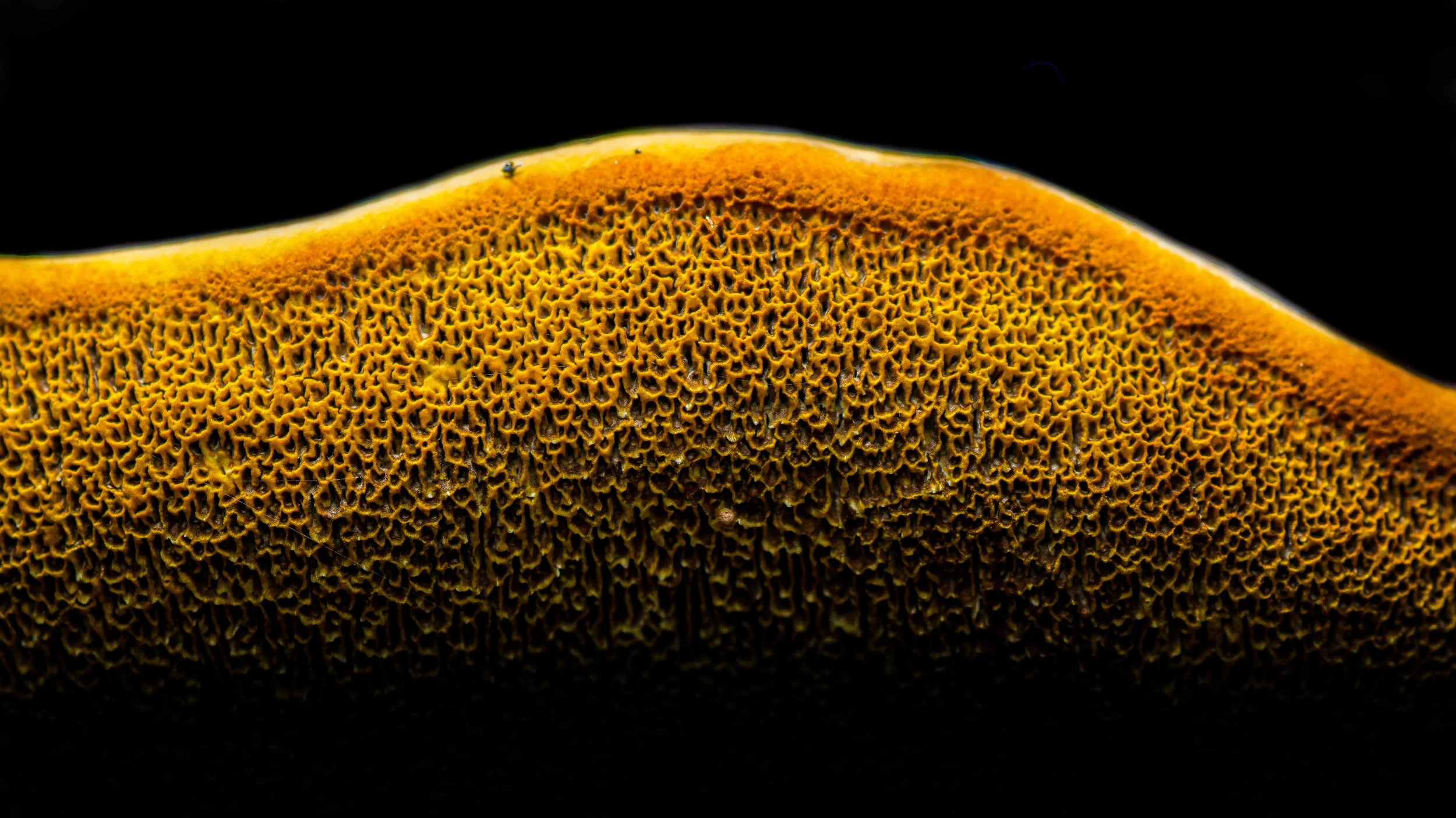 _dsc3681-editjpg_14891995109_o.jpg