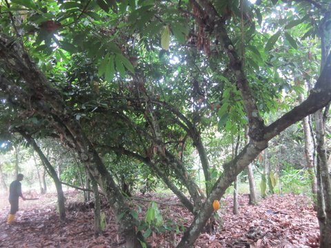 Cacao Trees 2.jpg