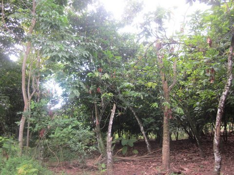 Cacao Trees 1.jpg
