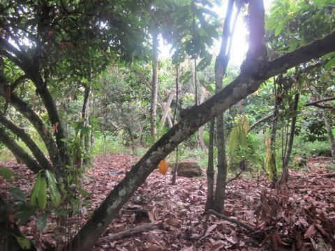 Cacao Trees 3.jpg
