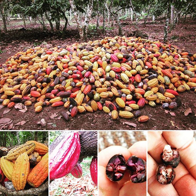 Our Organic Heirloom Cacao Powder comes from fully ripe cacao pods from the jungles of Ecuador. Our QUALITY is superb. Our PROCESS is done correctly (fermentation and drying). The TASTE is absolutely amazing (naturally sweeter instead of bitter). Plu