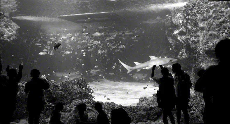 Aquarium 