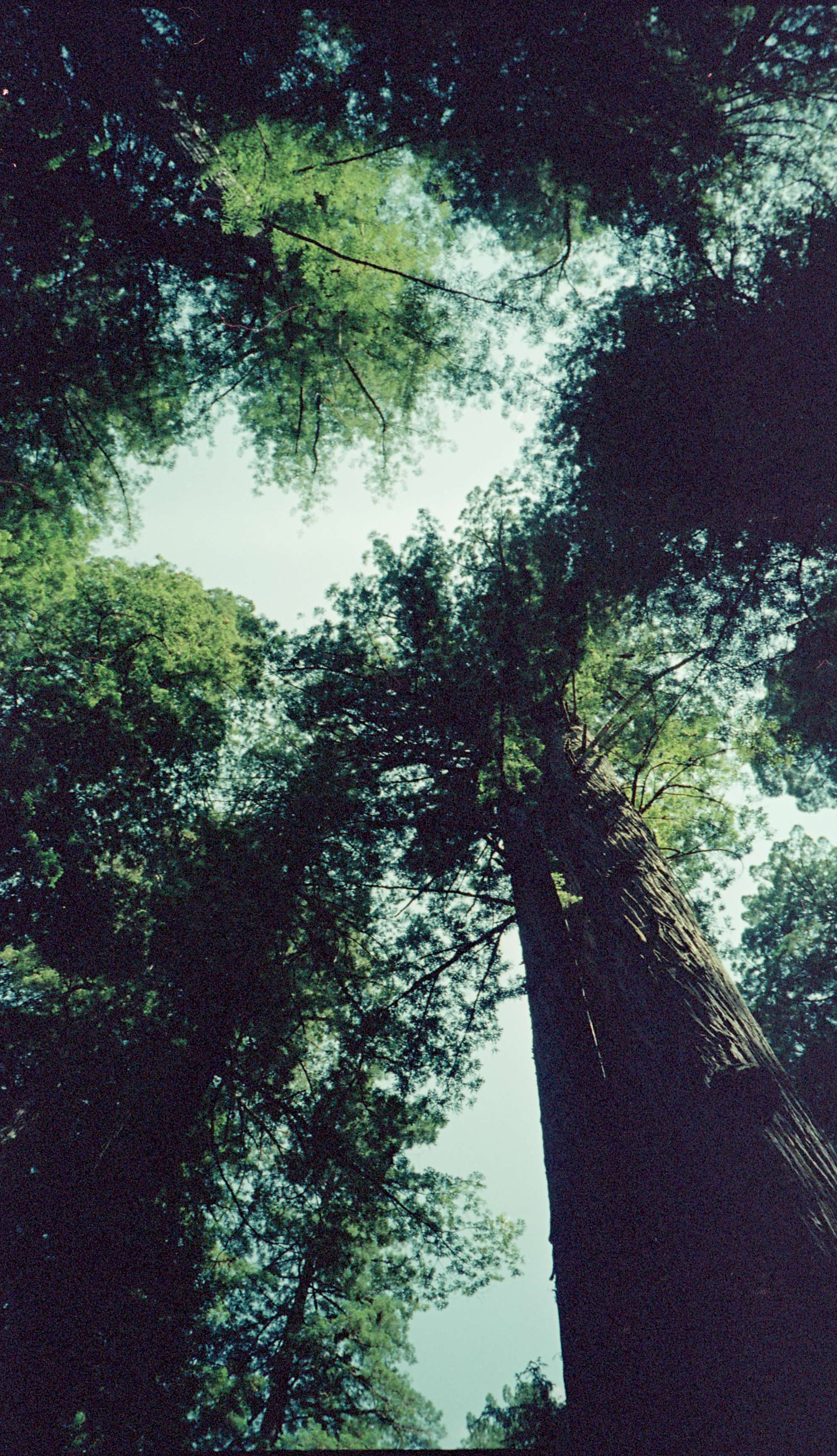 trees1_01.png